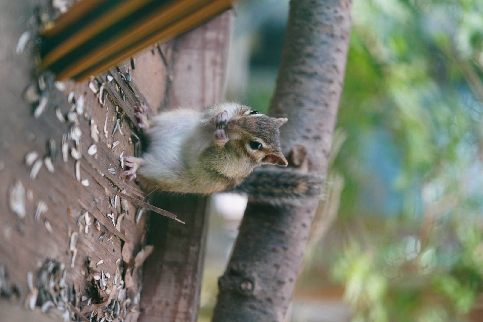 クジャク園のリス