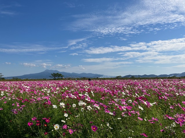 コスモス畑
