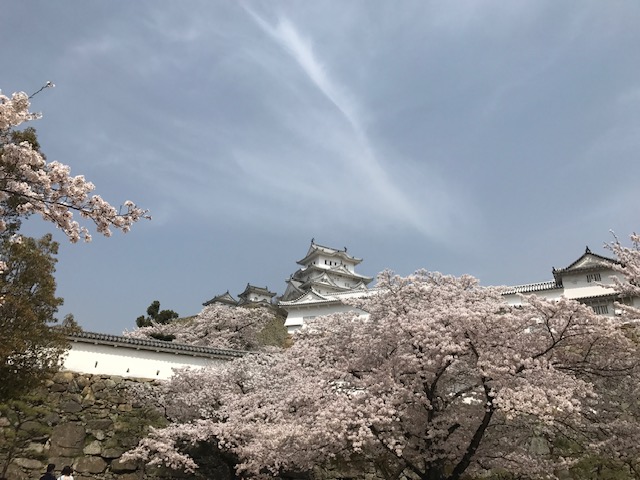 姫路城のさくら