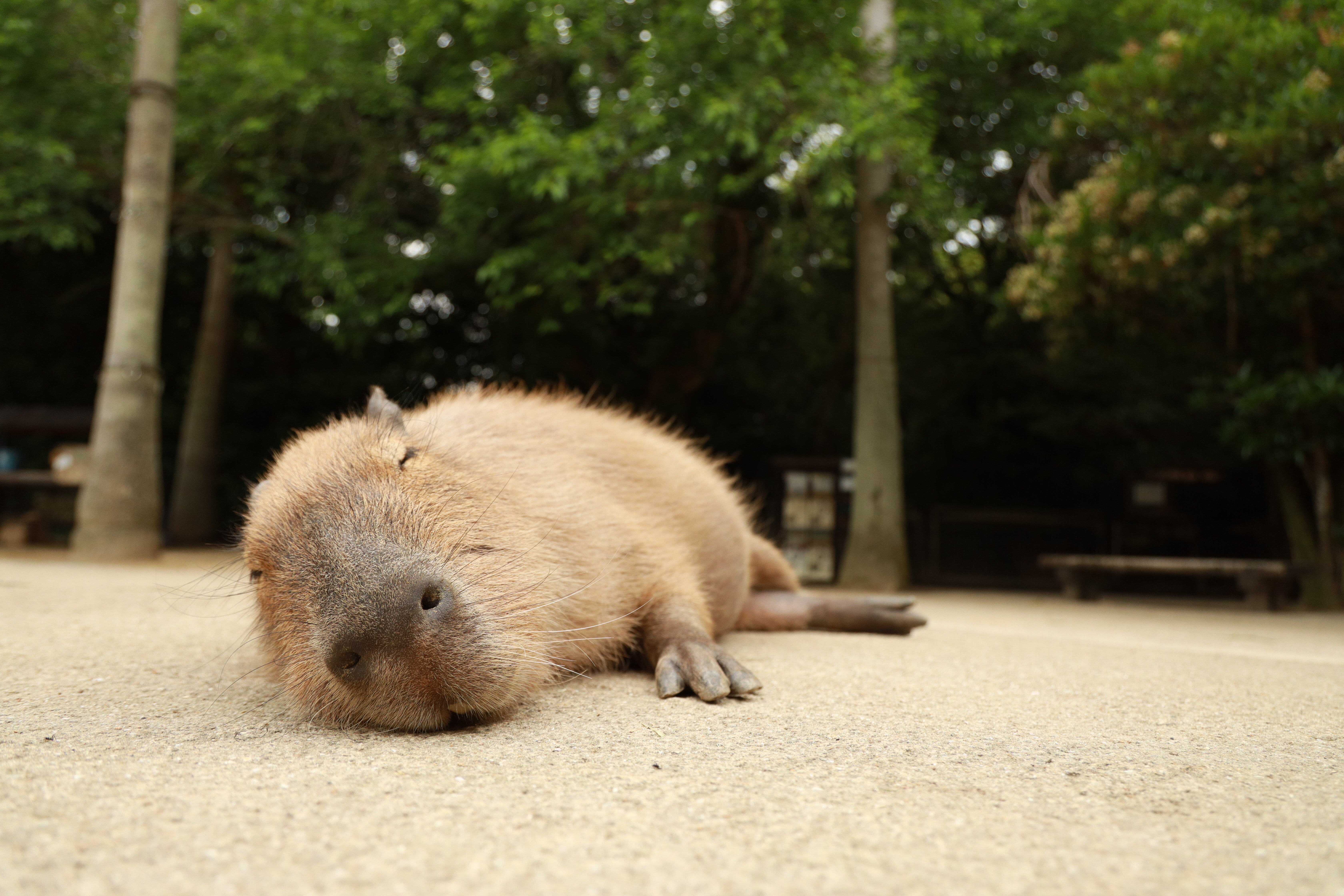 カピバラの写真