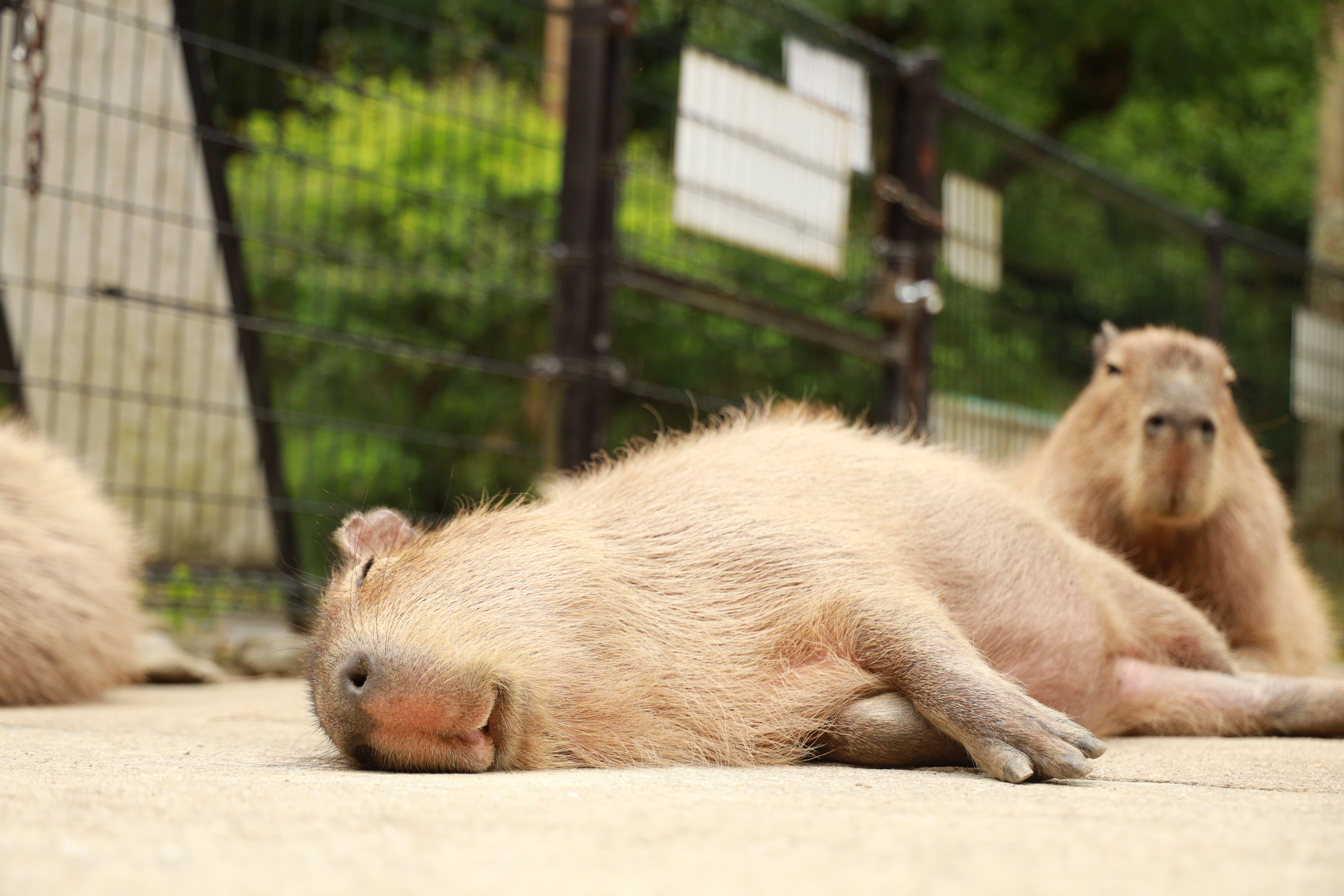 カピバラの写真