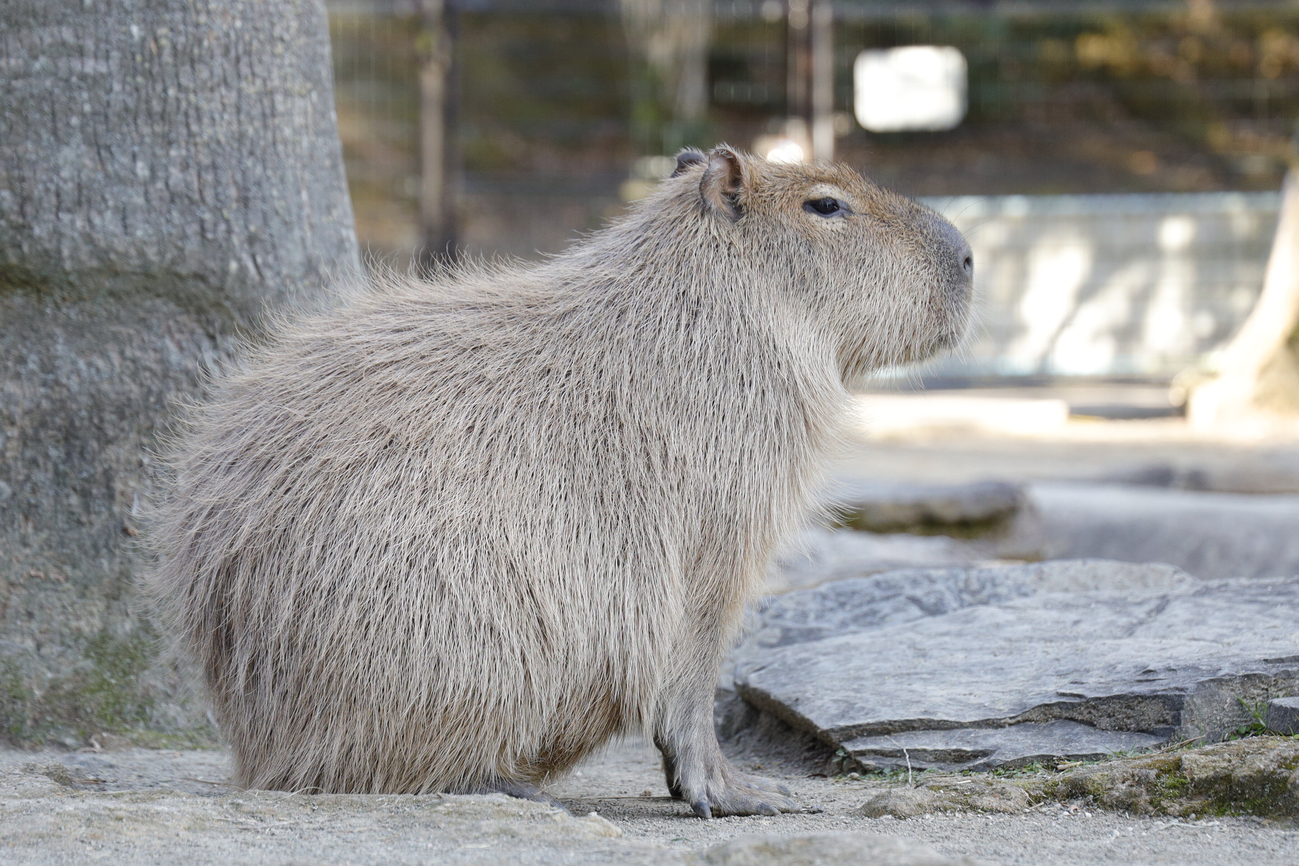 カピバラの写真